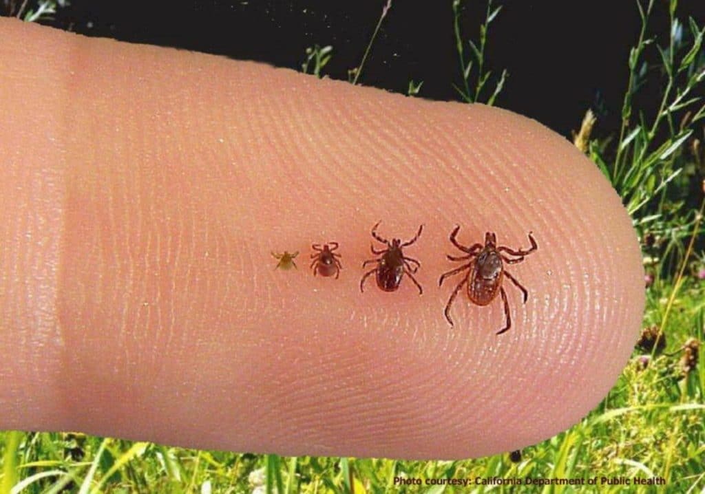 Blacklegged Ticks