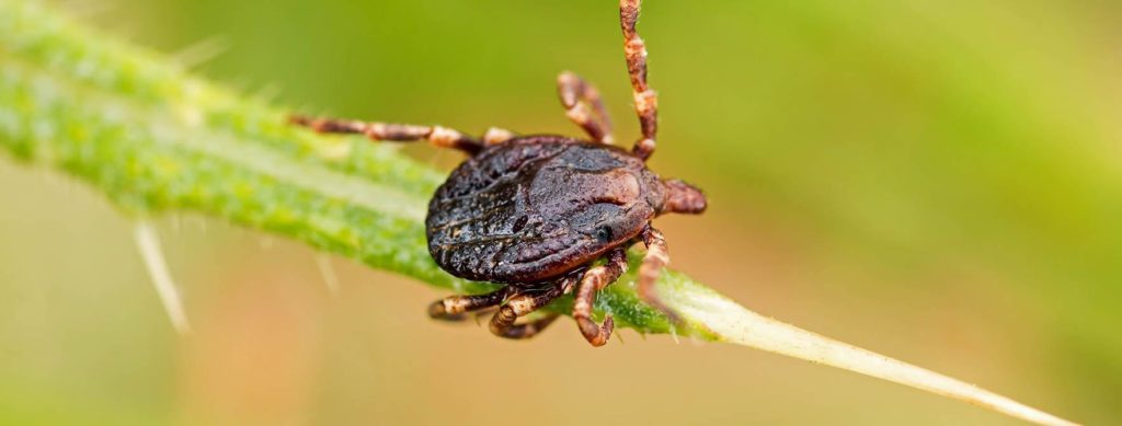 Tick on Blade of Grass