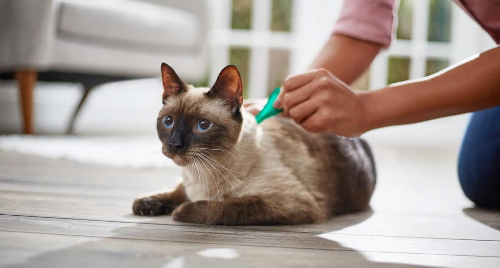 Topical Flea and Tick Application to Cat