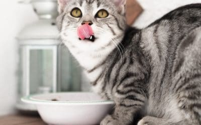 How Often Should You Wash Your Pet’s Dish?