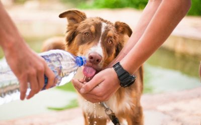 Preventing Dehydration in Your Pet