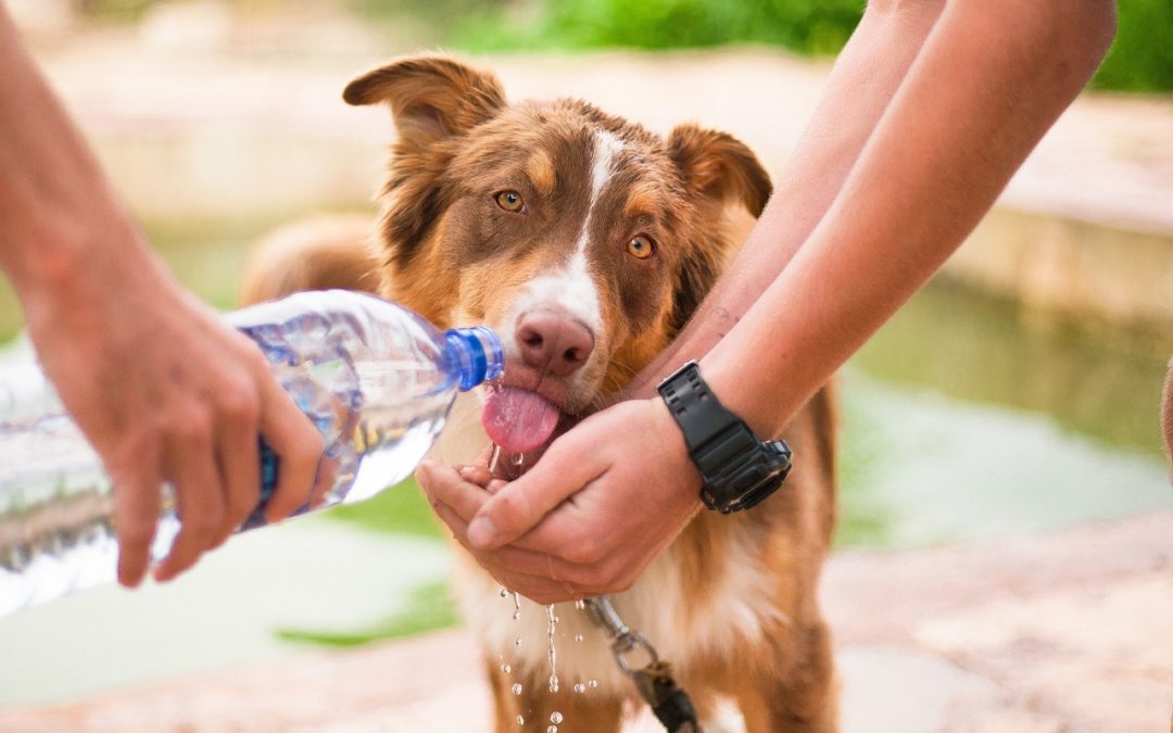 Preventing Dehydration in Your Pet