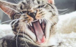 What Is Your Aggressive Cat Trying To Tell You?