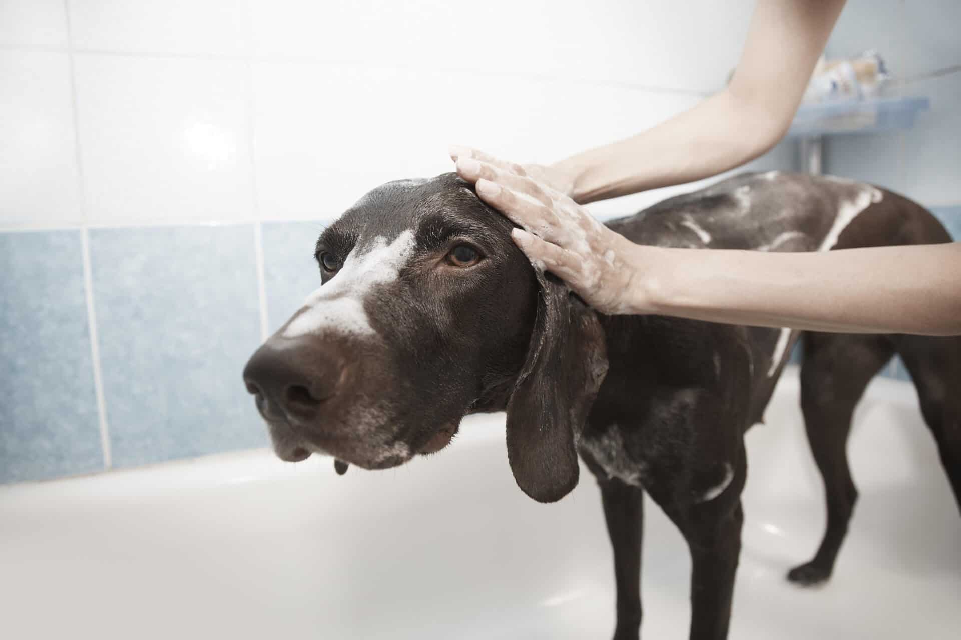 dog and cat baths