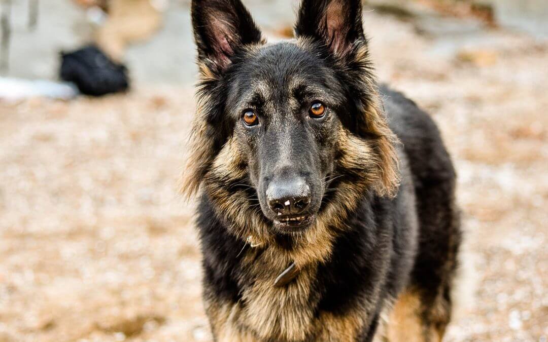 Protecting Your Pet from Heat Stroke