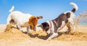 2 Dogs Playing on Beach