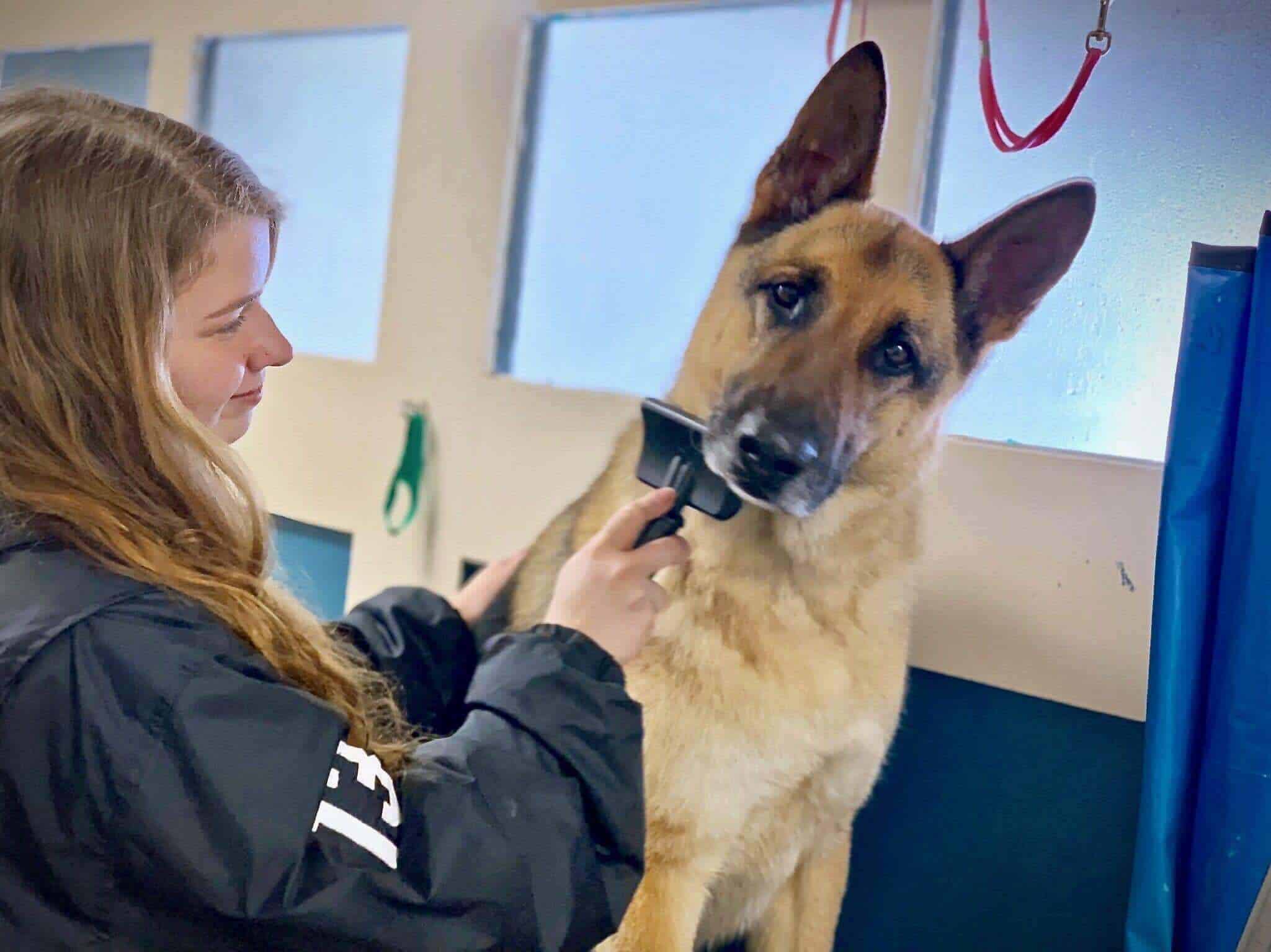 Kennel assistant Kimberly brushing a German Shepherd after a bath