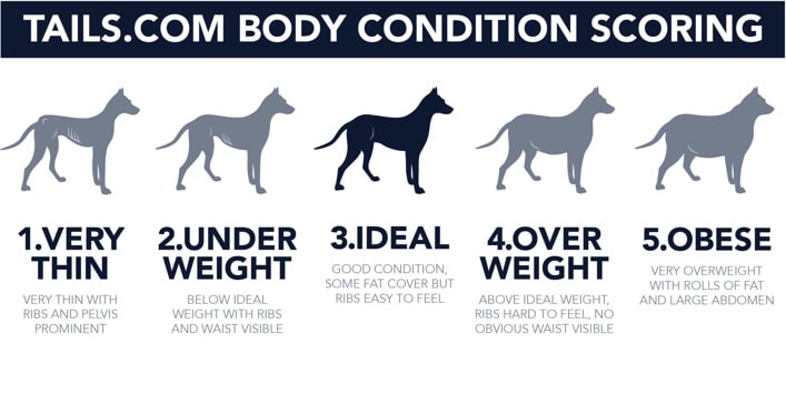 Dog Body Condition Chart