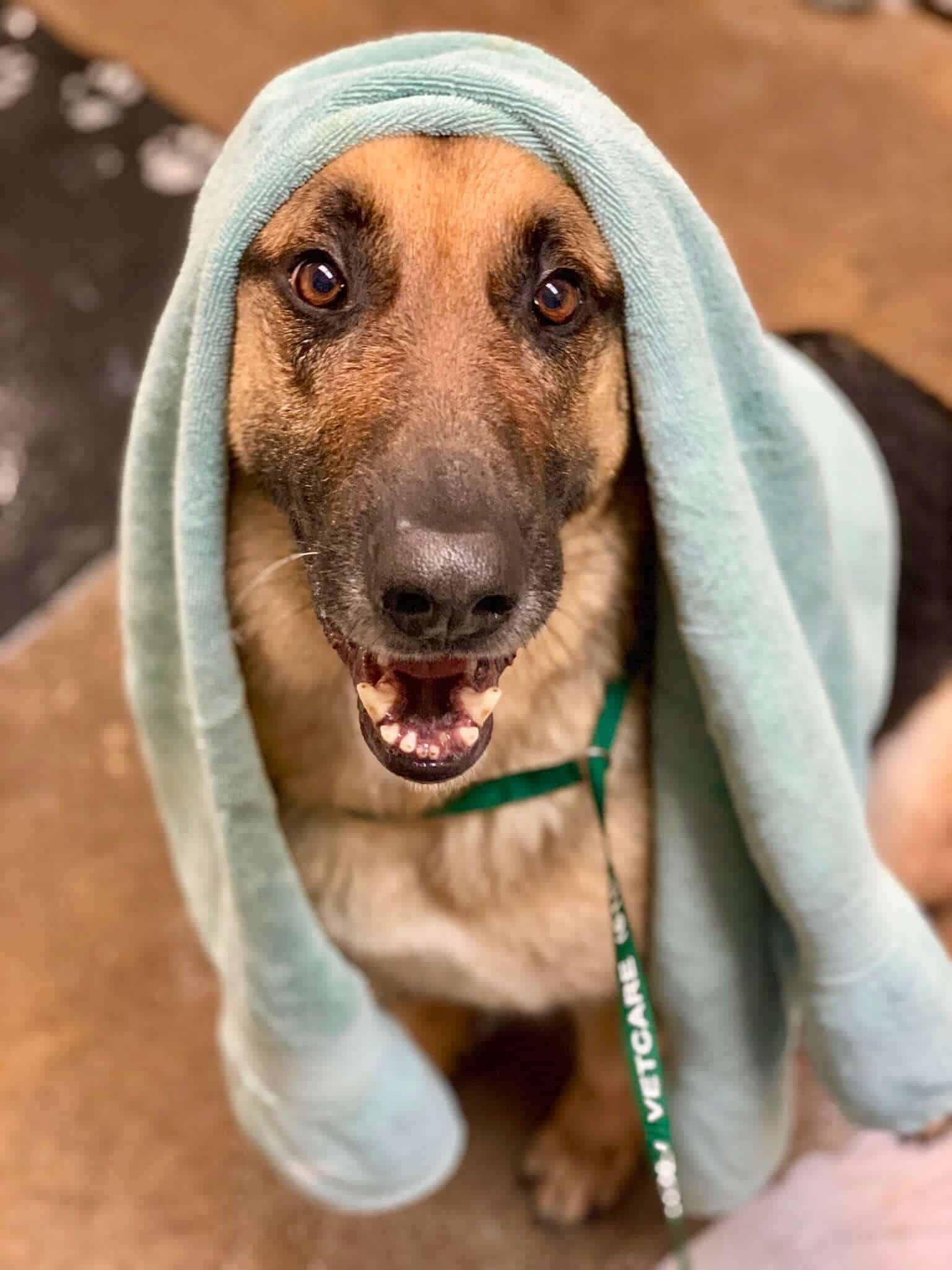 German Shepherd after Kim gave him a bath