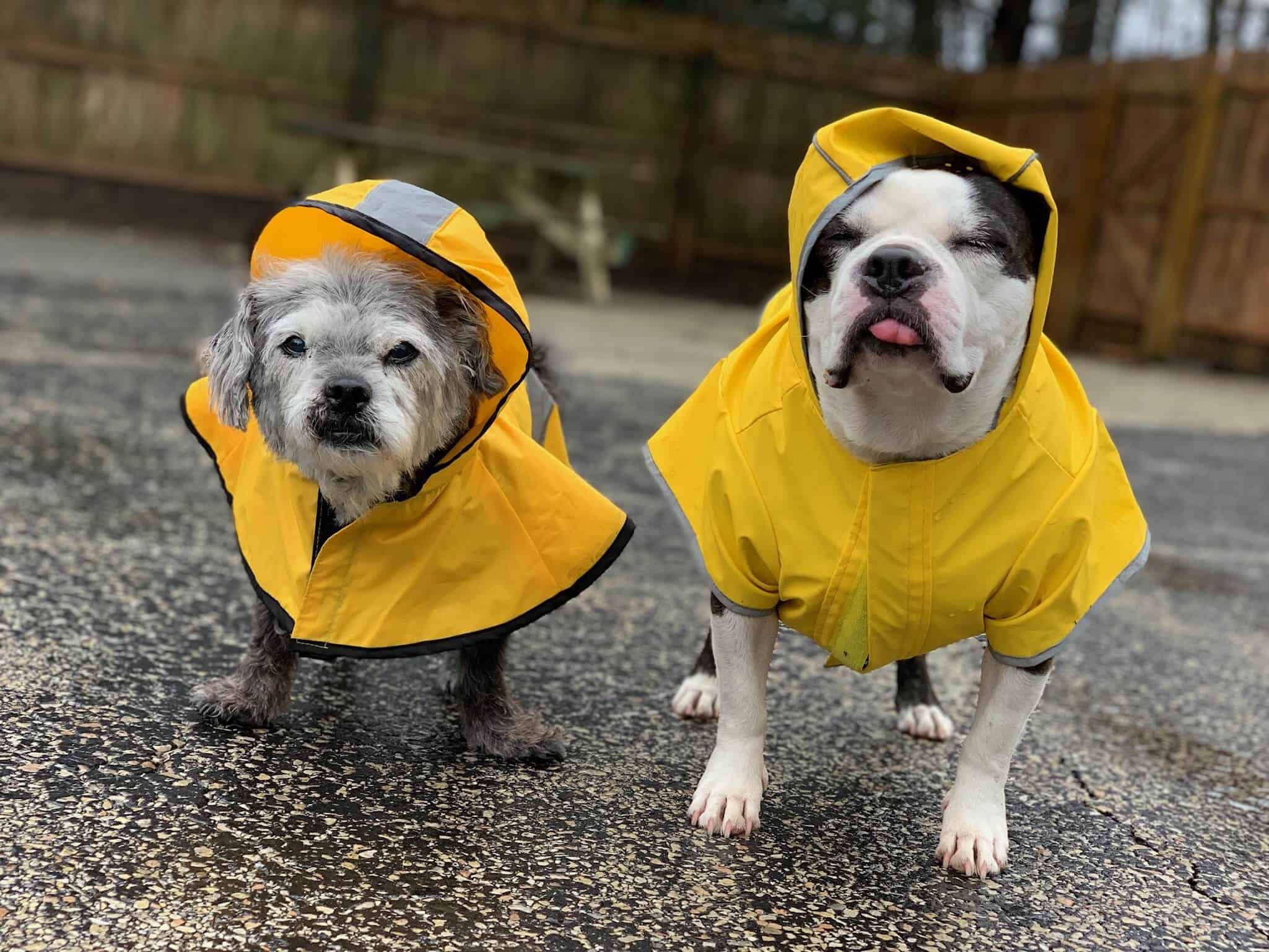 Rainy day at Doggy Daycare