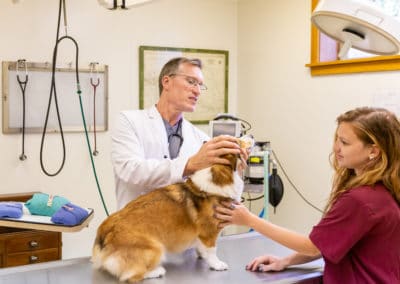 Dr. Rowan Checking a Dog Small