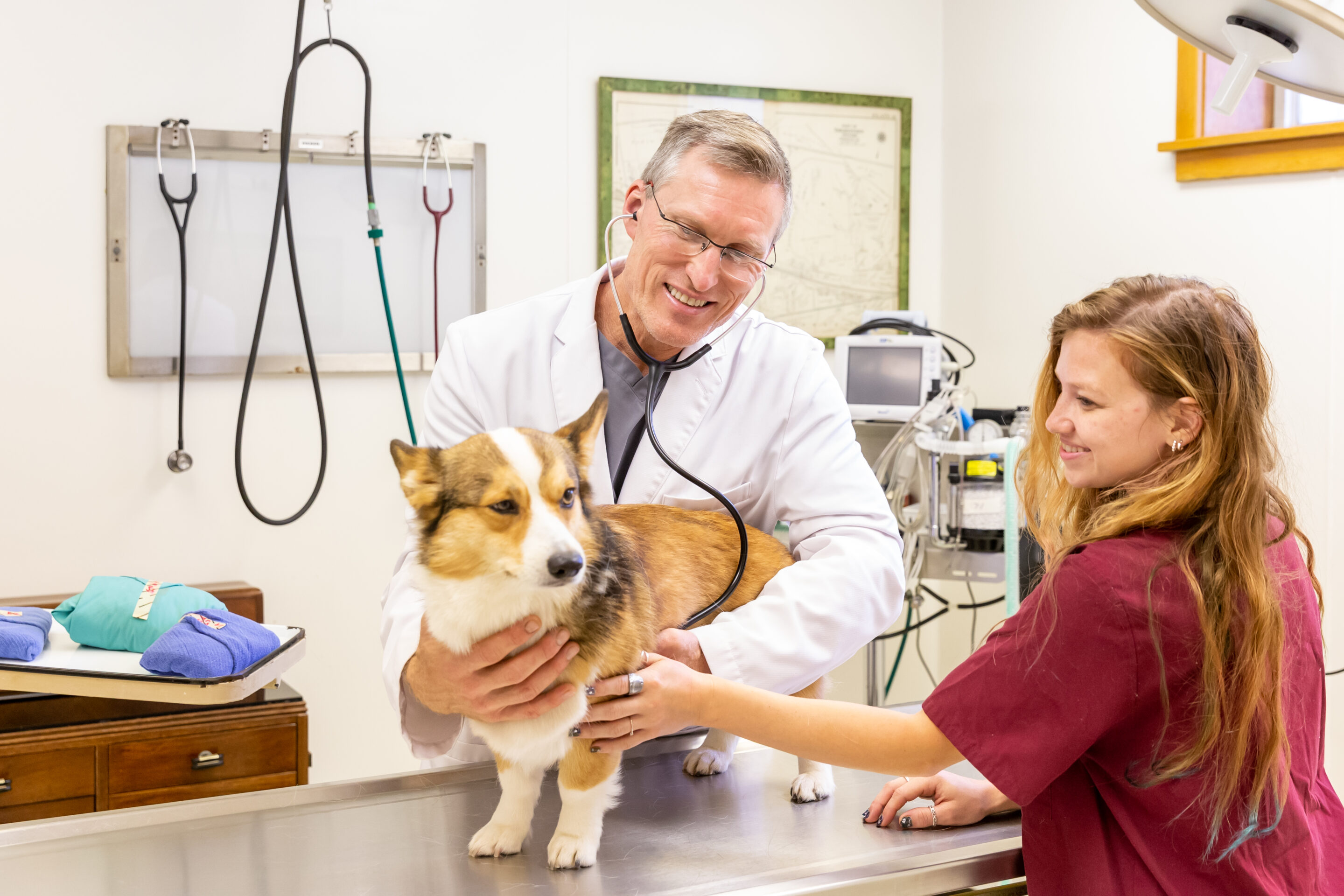 Dr. Rowan listens to a corgi's heart and breathing before a procedure