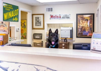 Dr. Rowan's Dog, Hans at Reception Desk