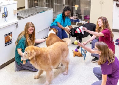 Dogs Playing with Kennel Assistants