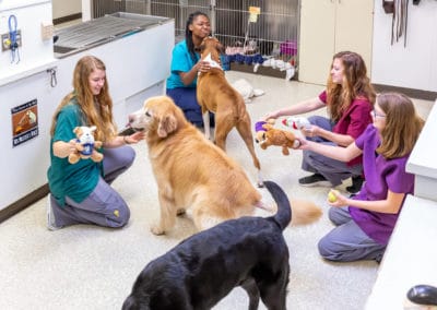 Dog Play Time with Hospital Staff