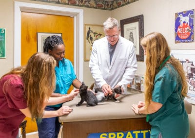 Dr. Rowan Examines a Litter of Kittens