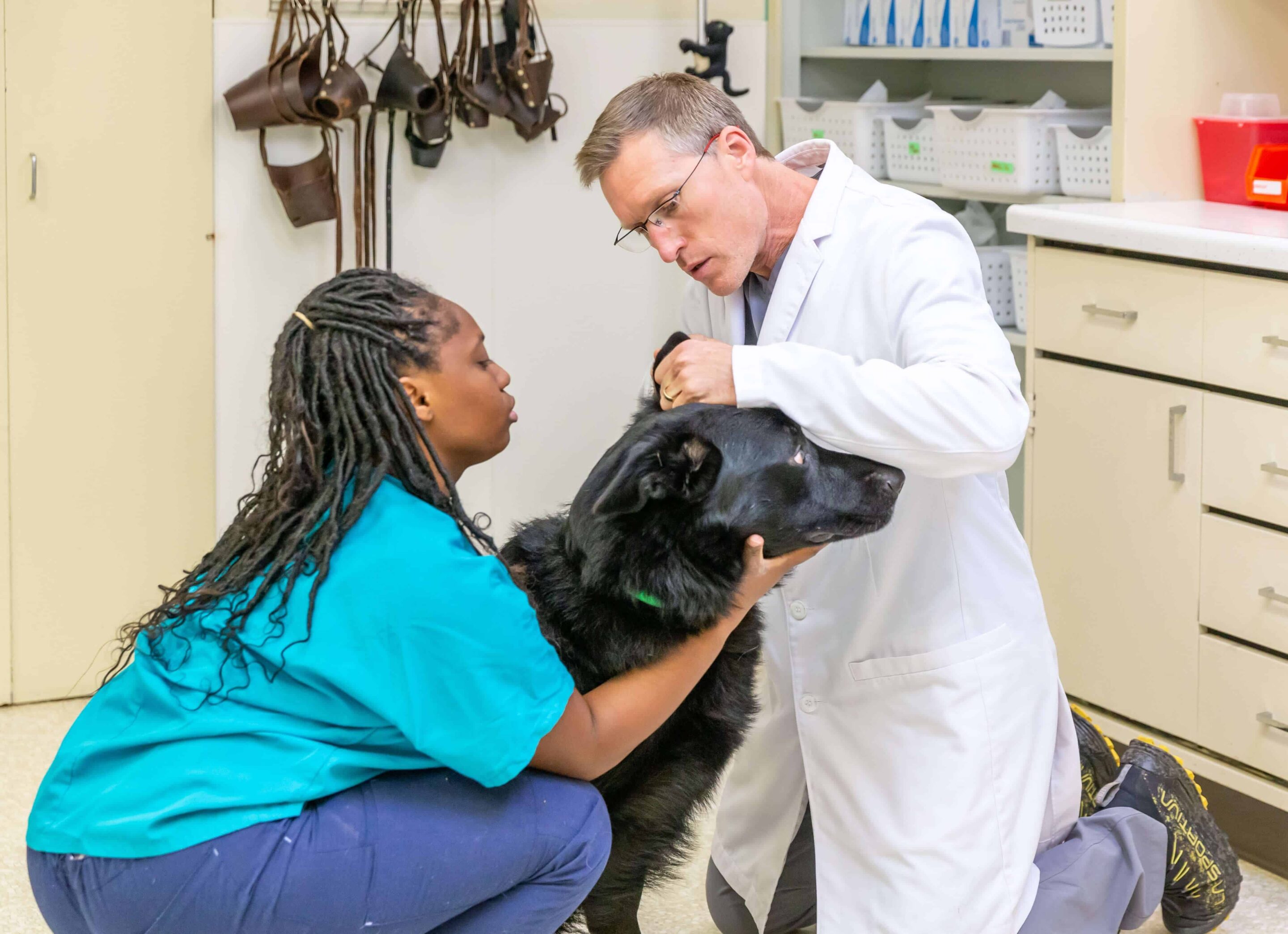 are ear infections contagious between dogs