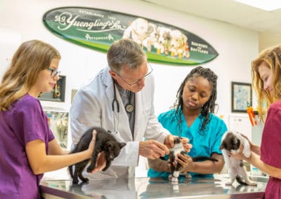 Dr. Rowan Examining a Cat Skin