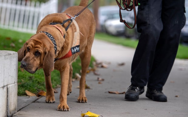 Bloodhound Searches for Lost Pets