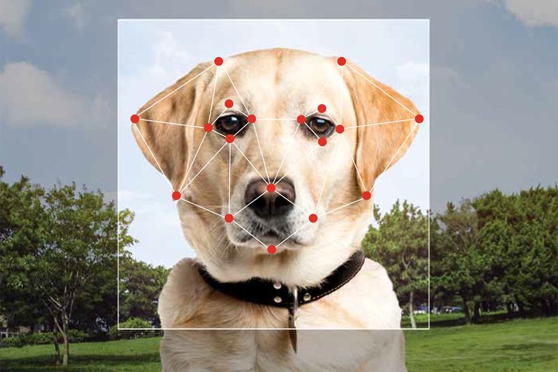Dog Facial Recognition Technology