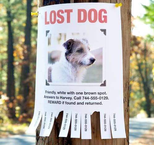 east valley lost pet search