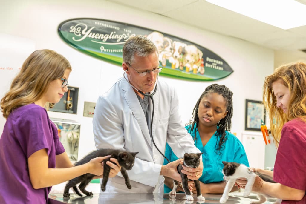 Dr. Rowan listening to a kitten's heart