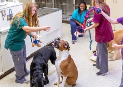 Dog Indoor Playtime with Nurses