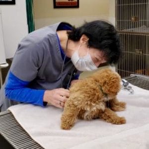 Vet Assistant Examining Small Dog