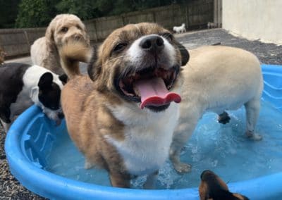 Boarding Pups Playing in Pool