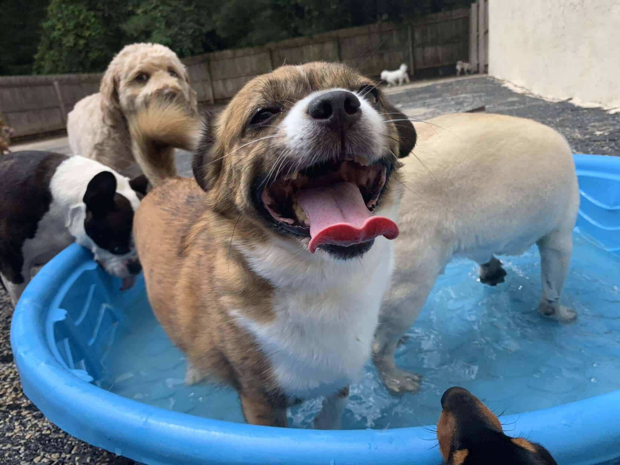 Boarding Pups Playing in Pool