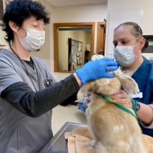 USDA Accredited vet Dawn Urioste