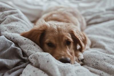 Photo by Amy Humphries on Unsplash