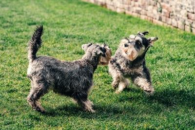 dog daycare