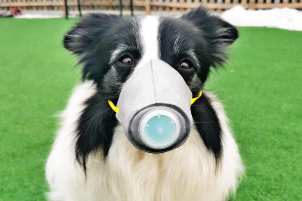 Dog Wearing Face Mask