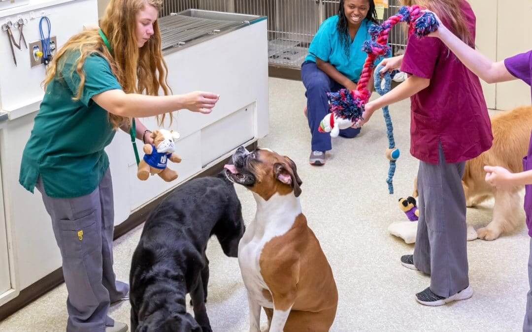 boarding your dog at the vet