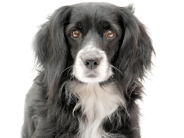 Stabyhoun Dog Breed