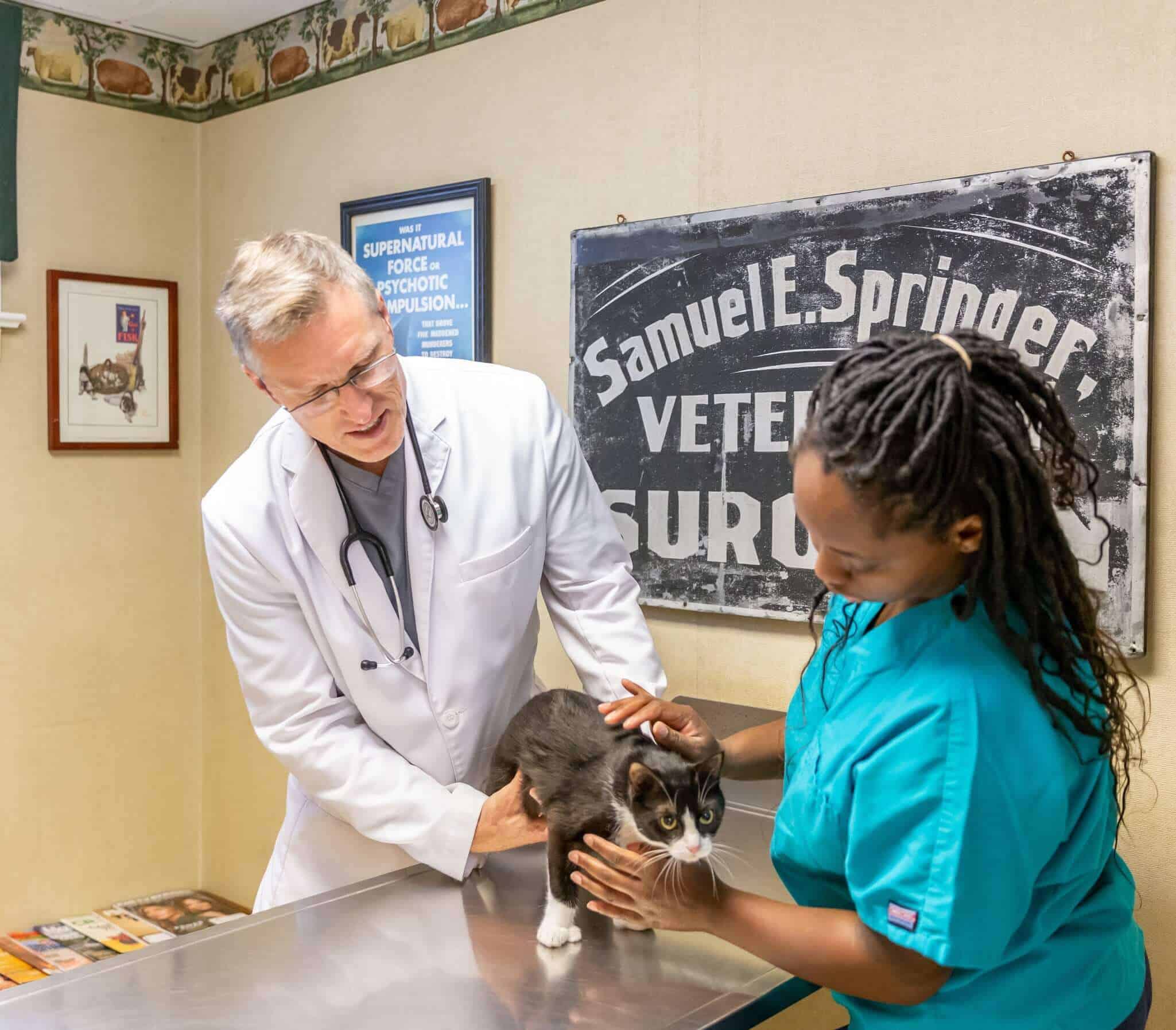 Dr. Jay Rowan Examines a Cat