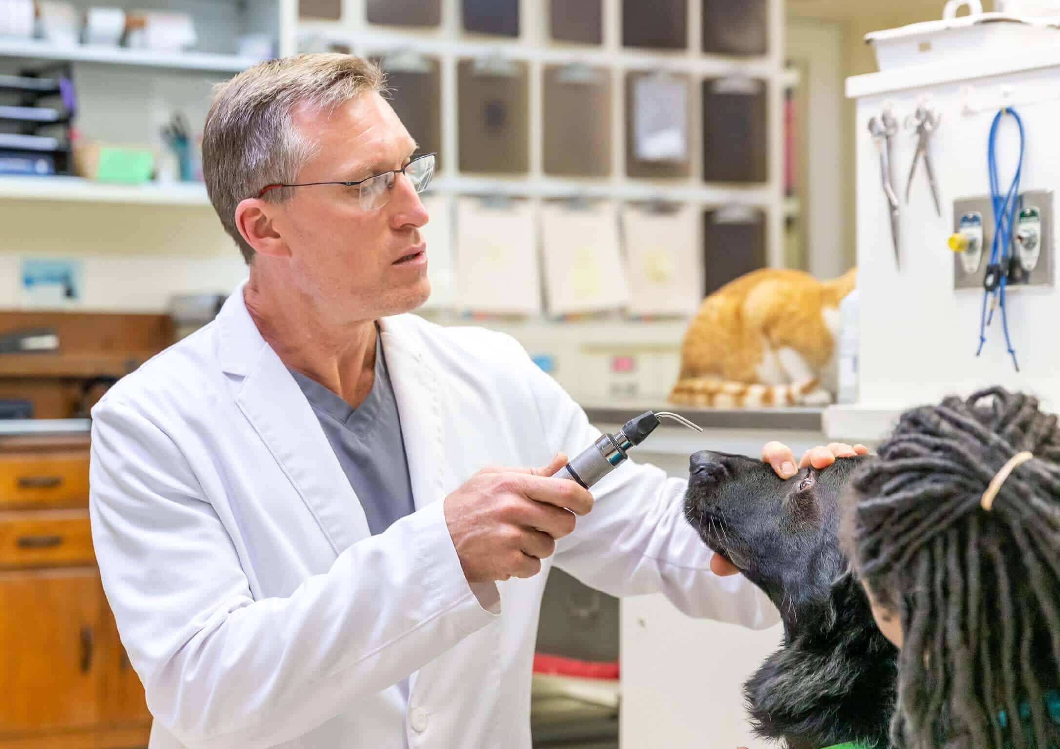 Dr. Jay Rowan examines dog