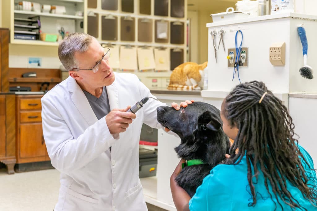 Vet Examining Dogs Eye