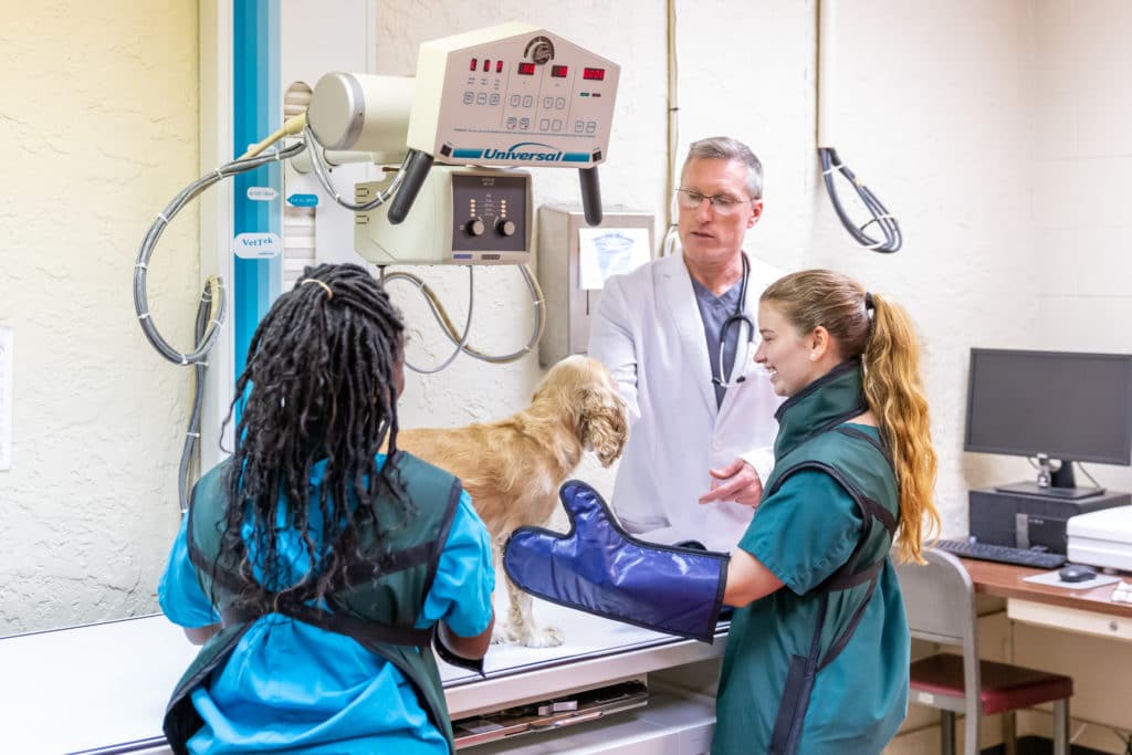 Vet Performing X Ray on Dog