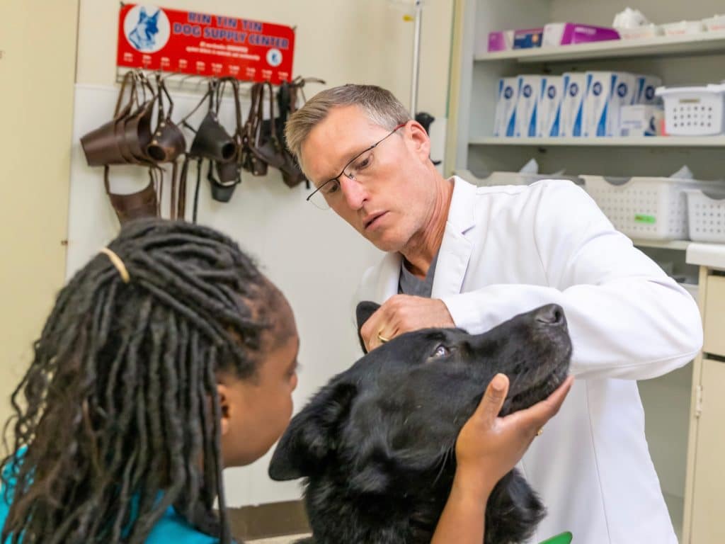 How Much Is A Vet Visit Paoli Vetcare