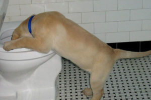 vomiting dog