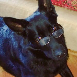 Smart dog wearing glasses