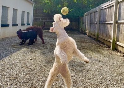 Boarding and dog daycare pups play ball