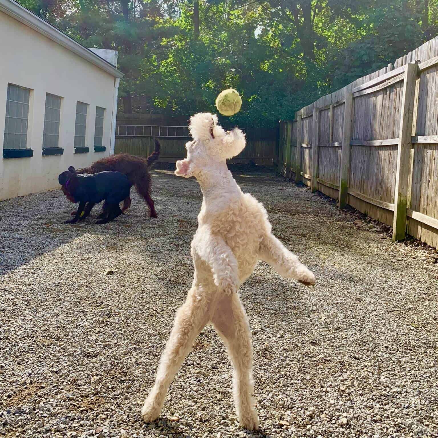 Boarding and dog daycare pups play ball