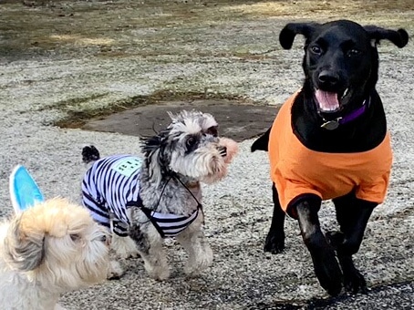 Dog Daycare at Halloween