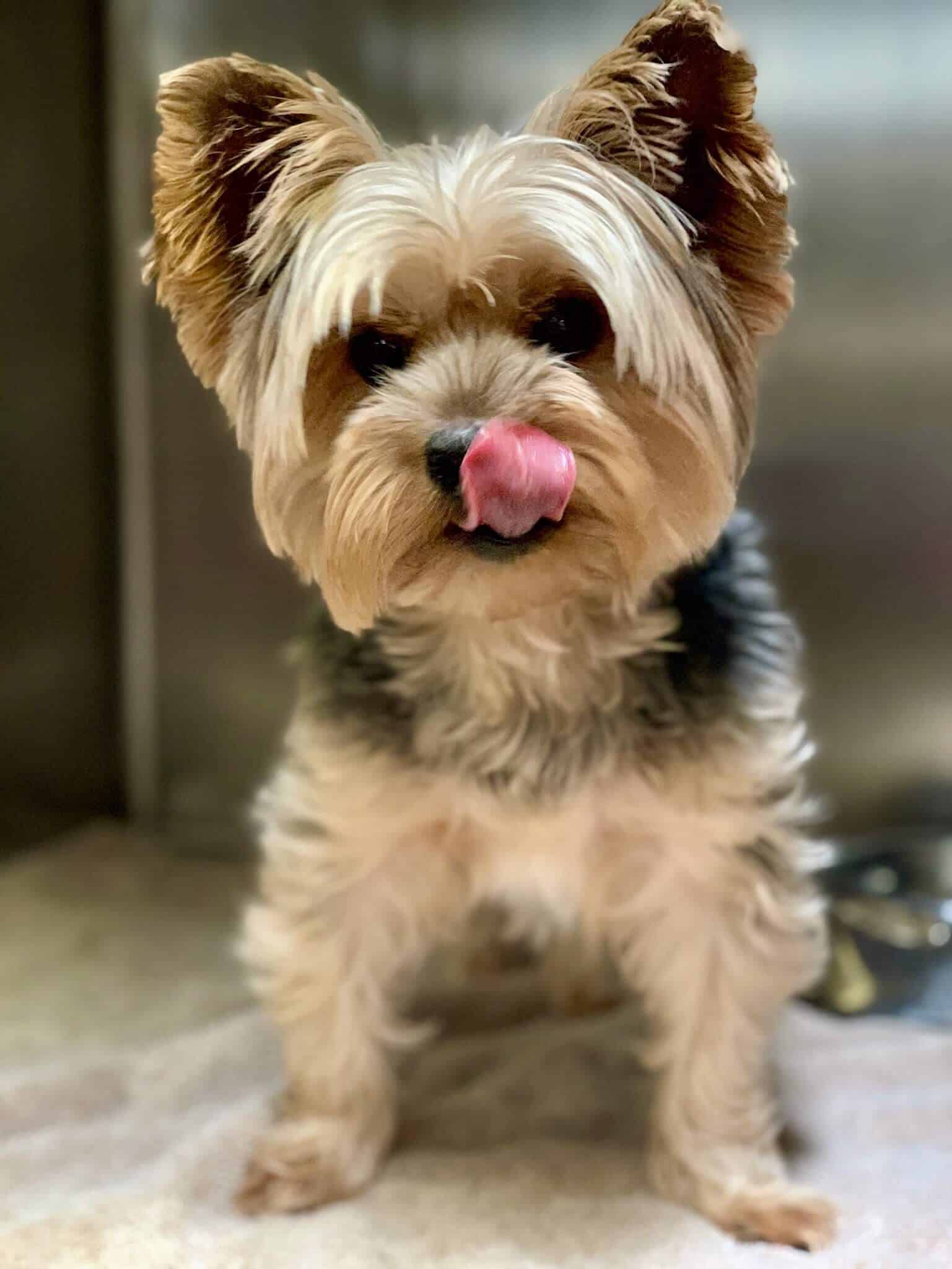 Yorkie at the best veterinarian