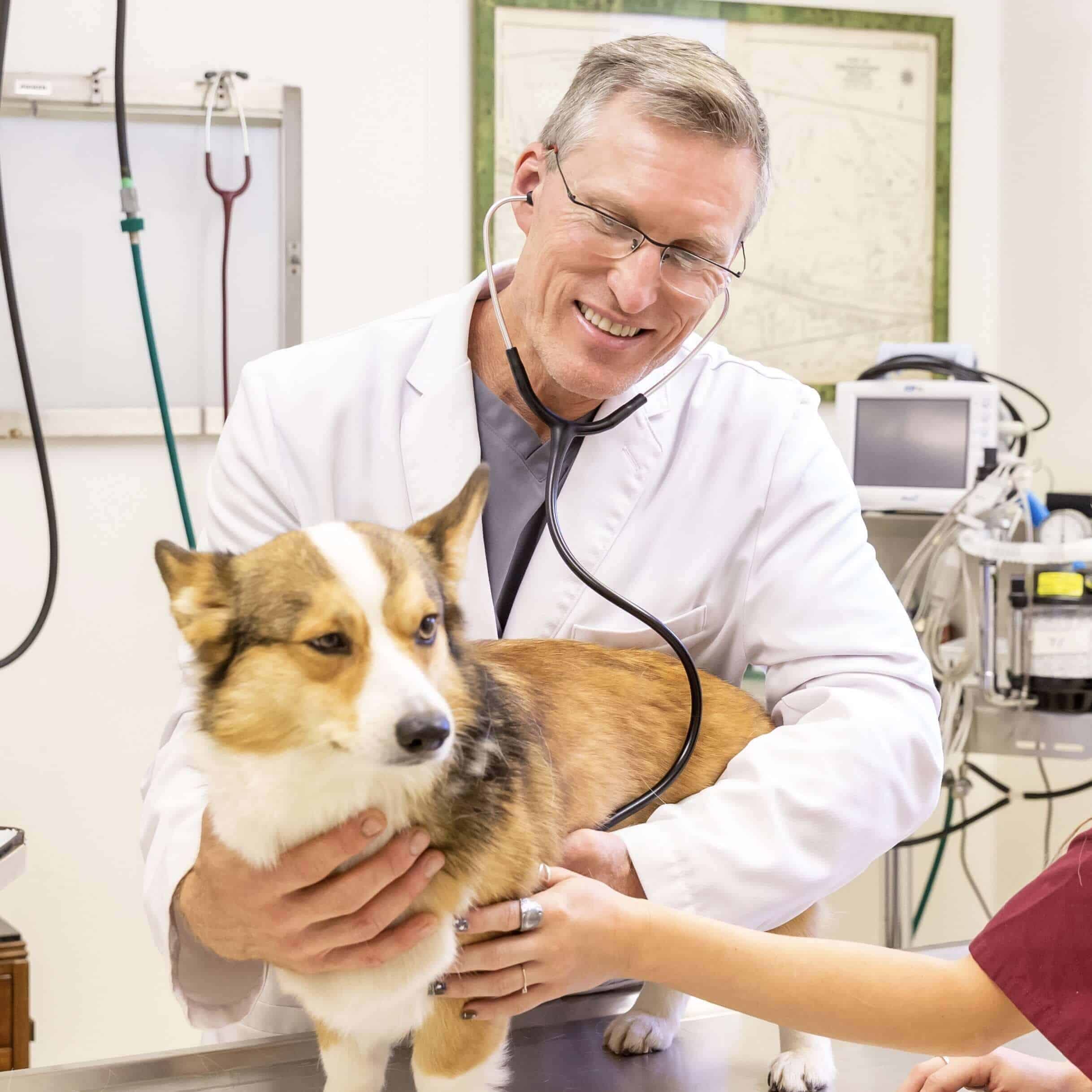 Vet Examining a Corgi