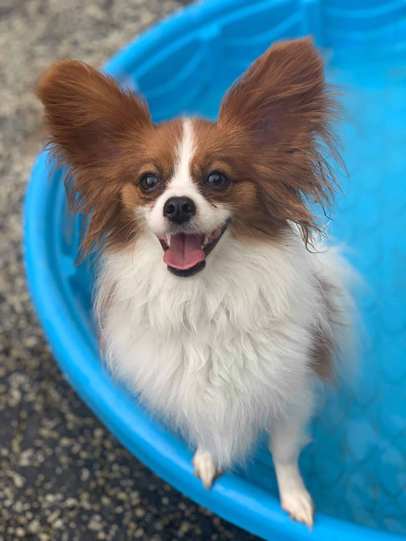 daycare dog swimming