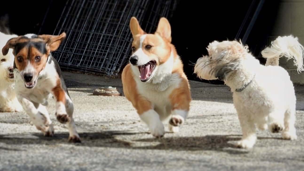 Boarding dogs playing outside